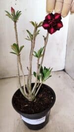 Planta Dobrada 2847 – 30cm – 02 anos - Imagem 2