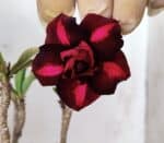 Planta Dobrada 2847 – 30cm – 02 anos