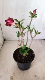 Planta Dobrada 2847 – 30cm – 02 anos - Imagem 5