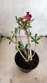 Planta Dobrada 2847 – 30cm – 02 anos - Imagem 6