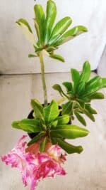Planta Dobrada 2848 – 30cm – 02 anos - Imagem 7