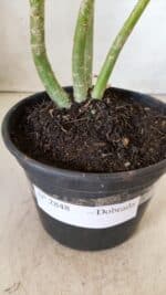 Planta Dobrada 2848 – 30cm – 02 anos - Imagem 6