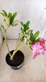 Planta Dobrada 2848 – 30cm – 02 anos - Imagem 5