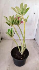 Planta Dobrada 2848 – 30cm – 02 anos - Imagem 4