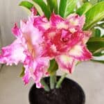 Planta Dobrada 2848 – 30cm – 02 anos