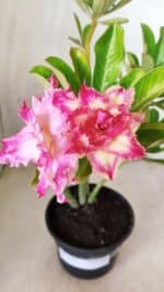 Planta Dobrada 2848 – 30cm – 02 anos