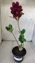 Planta Dobrada 2849 – 30cm – 02 anos - Imagem 2