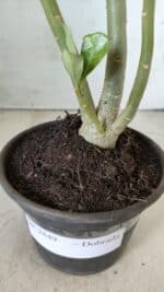 Planta Dobrada 2849 – 30cm – 02 anos - Imagem 7