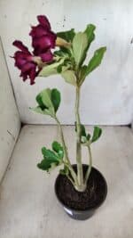 Planta Dobrada 2849 – 30cm – 02 anos - Imagem 6