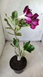 Planta Dobrada 2849 – 30cm – 02 anos - Imagem 5