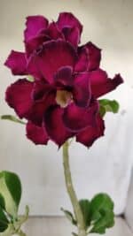 Planta Dobrada 2849 – 30cm – 02 anos - Imagem 3