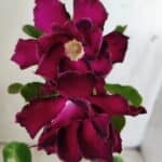 Planta Dobrada 2849 – 30cm – 02 anos