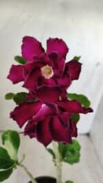 Planta Dobrada 2849 – 30cm – 02 anos