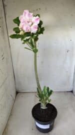 Planta Dobrada 2850 – 40cm – 03 anos - Imagem 2