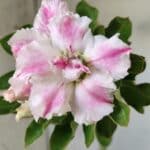 Planta Dobrada 2850 – 40cm – 03 anos