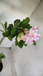 Planta Dobrada 2850 – 40cm – 03 anos - Imagem 4