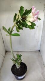 Planta Dobrada 2850 – 40cm – 03 anos - Imagem 6