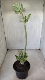 Planta Dobrada 2850 – 40cm – 03 anos - Imagem 5