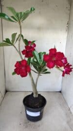 Planta Dobrada 2851 – 40cm – 03 anos - Imagem 2