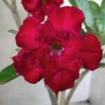 Planta Dobrada 2851 – 40cm – 03 anos