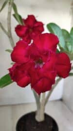 Planta Dobrada 2851 – 40cm – 03 anos