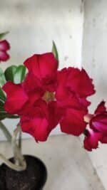 Planta Dobrada 2851 – 40cm – 03 anos - Imagem 4