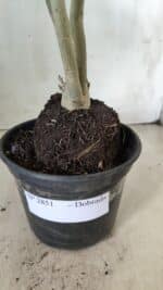 Planta Dobrada 2851 – 40cm – 03 anos - Imagem 9