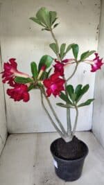 Planta Dobrada 2851 – 40cm – 03 anos - Imagem 8