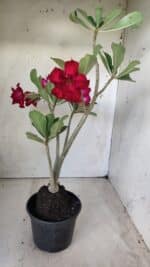 Planta Dobrada 2851 – 40cm – 03 anos - Imagem 7