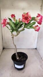 Planta Dobrada 2852 – 30cm – 02 anos - Imagem 2