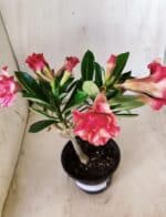 Planta Dobrada 2852 – 30cm – 02 anos - Imagem 4