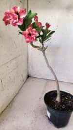 Planta Dobrada 2852 – 30cm – 02 anos - Imagem 5