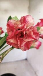 Planta Dobrada 2852 – 30cm – 02 anos