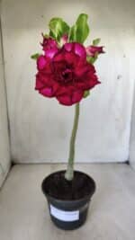 Planta Dobrada 2853 – 30cm – 02 anos - Imagem 2