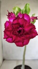 Planta Dobrada 2853 – 30cm – 02 anos