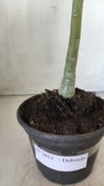 Planta Dobrada 2853 – 30cm – 02 anos - Imagem 6