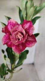 Planta Dobrada 2854 – 30cm – 02 anos