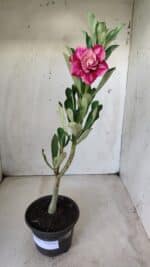 Planta Dobrada 2854 – 30cm – 02 anos - Imagem 2