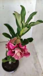 Planta Dobrada 2854 – 30cm – 02 anos - Imagem 4