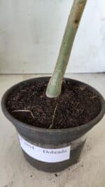 Planta Dobrada 2854 – 30cm – 02 anos - Imagem 6