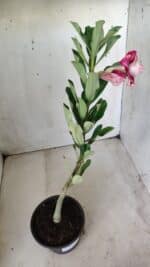 Planta Dobrada 2854 – 30cm – 02 anos - Imagem 5