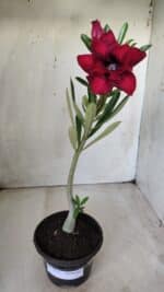 Planta Dobrada 2855 – 30cm – 02 anos - Imagem 2