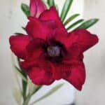 Planta Dobrada 2855 – 30cm – 02 anos