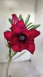 Planta Dobrada 2855 – 30cm – 02 anos