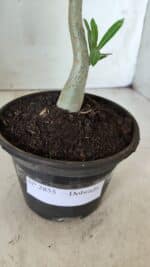 Planta Dobrada 2855 – 30cm – 02 anos - Imagem 6