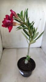 Planta Dobrada 2855 – 30cm – 02 anos - Imagem 5