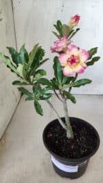 Planta Dobrada 2856 – 30cm – 02 anos - Imagem 2