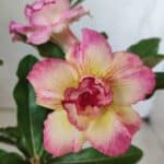 Planta Dobrada 2856 – 30cm – 02 anos