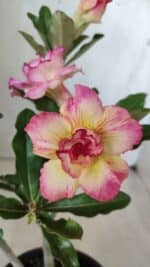 Planta Dobrada 2856 – 30cm – 02 anos