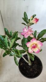 Planta Dobrada 2856 – 30cm – 02 anos - Imagem 4